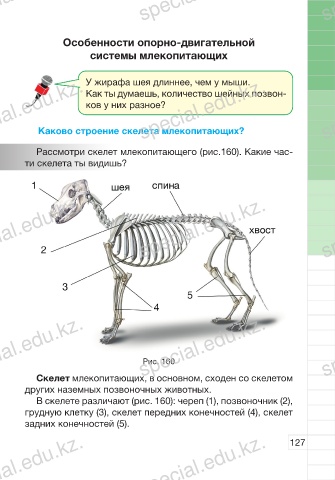 Исследование особенностей скелета млекопитающих ответы